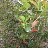 Psidium cattleyanum Sabine